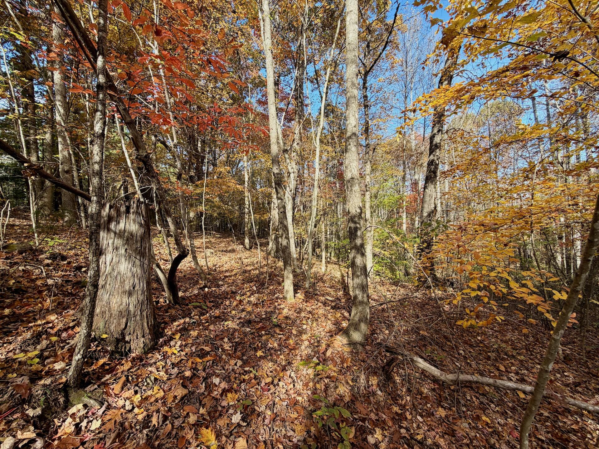 0 Slatesville Road Keeling, VA 24566 - Photo 56 of 78 a view of a yard with a tree