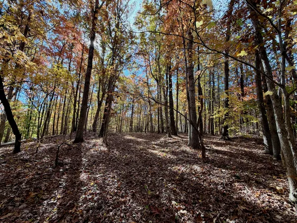 a view of a forest with trees