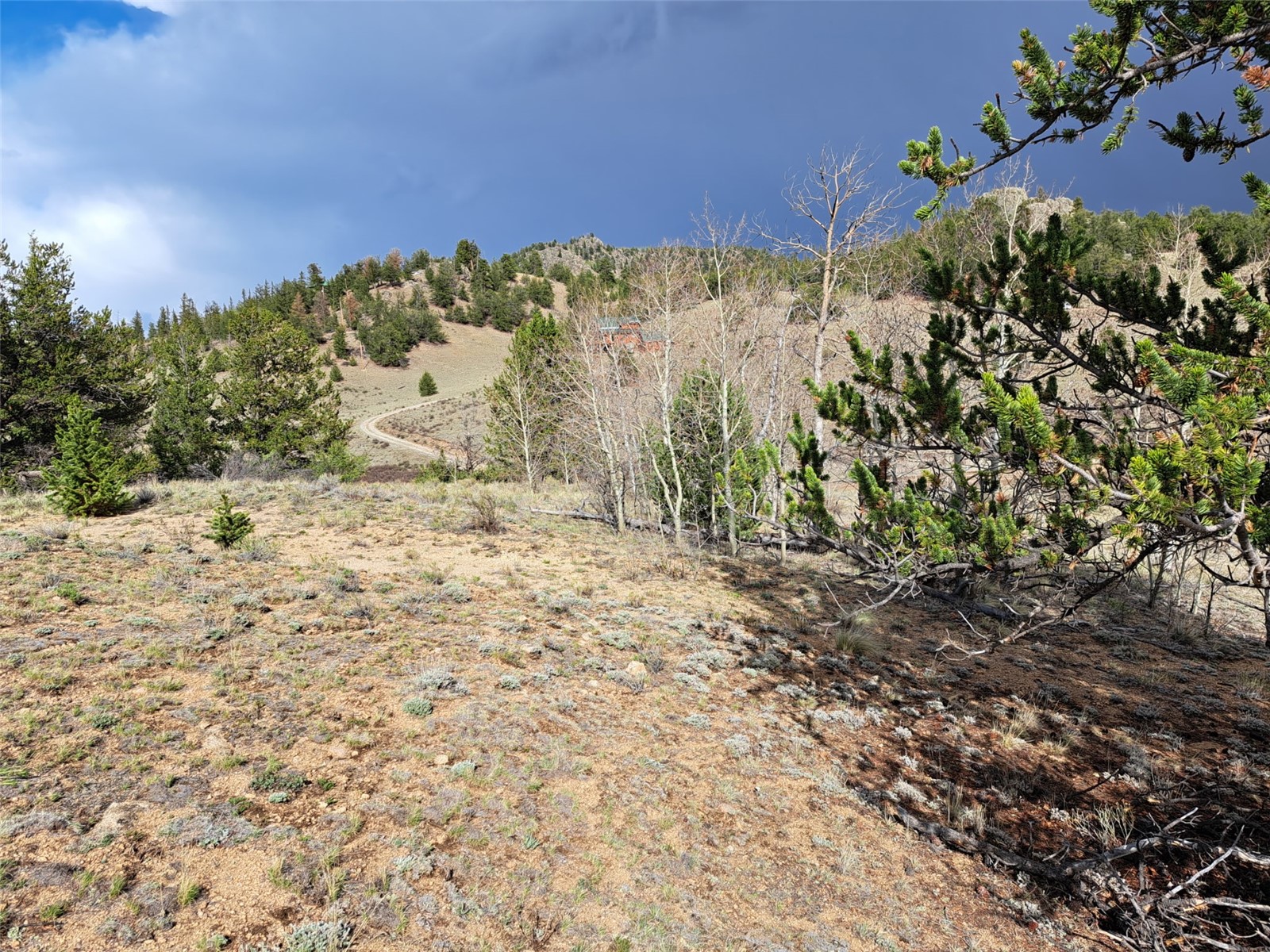 1411 Travois Road Como, CO 80456 - Photo 9 of 11 a view of a yard with a tree