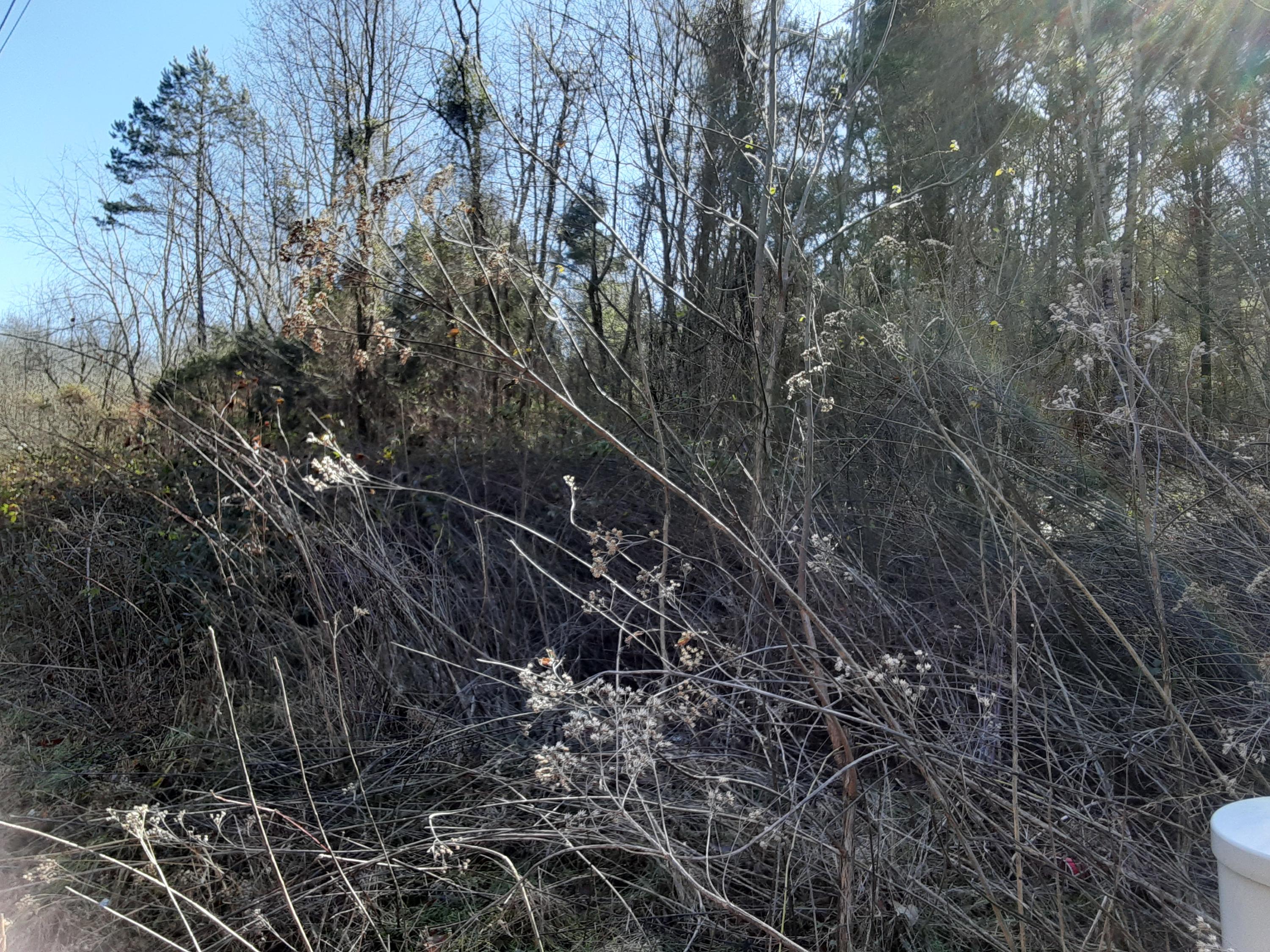 7 Indian Cave Road New Market, TN 37820 - Photo 1 of 1 20210126_120543