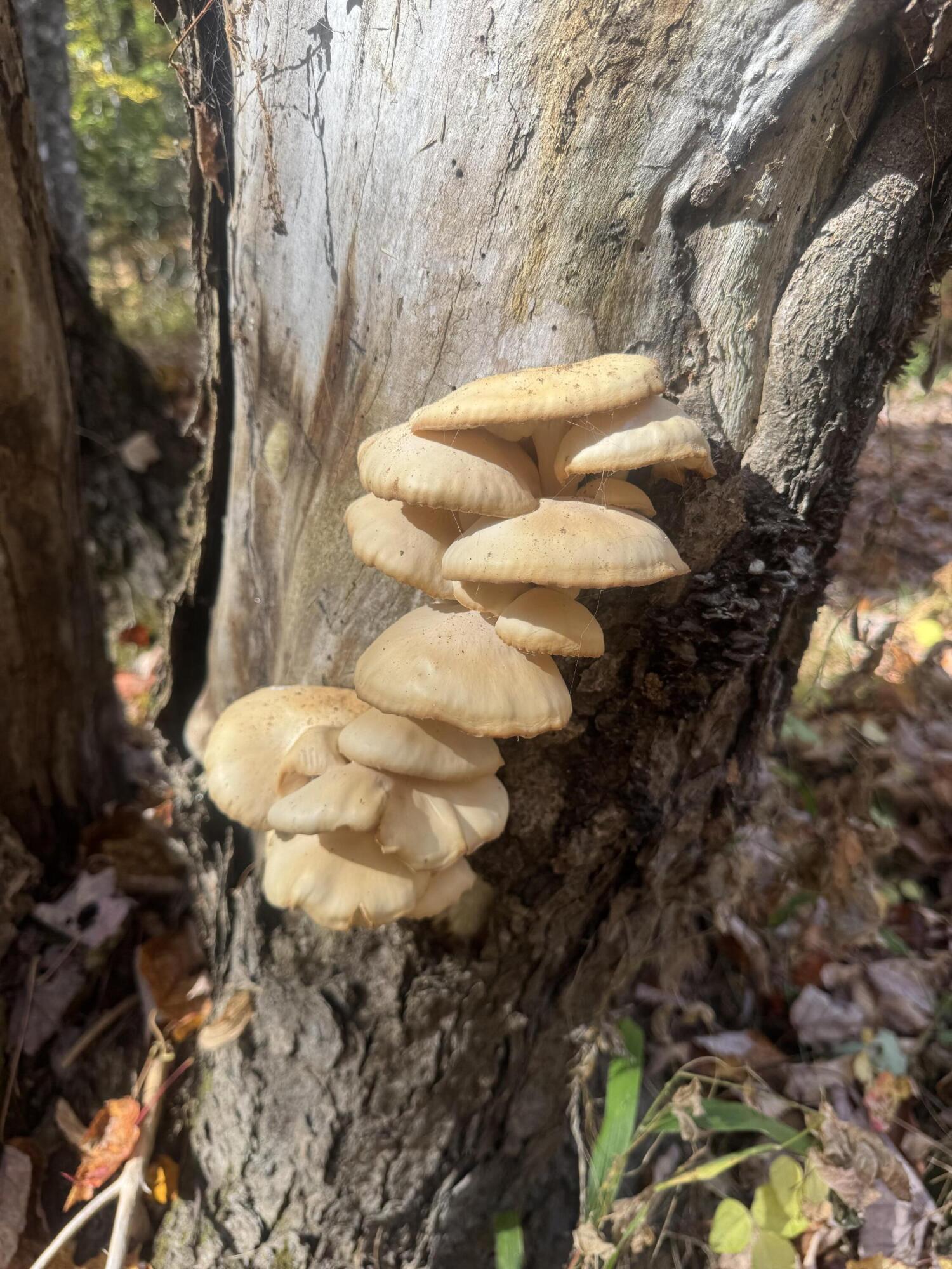 286 Upper Hostile Valley Road Liberty, ME 04949 - Photo 13 of 14 IMG_1306