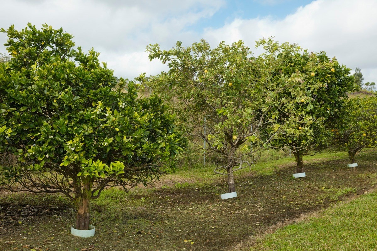 18-4235 North Pszyk Road Mountain View, HI 96771 - Photo 28 of 30 a view of a tree with a yard