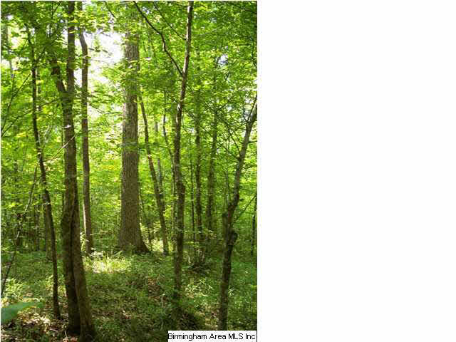 Narrows Road, Unit 168 Remlap, AL 35133 - Photo 7 of 21