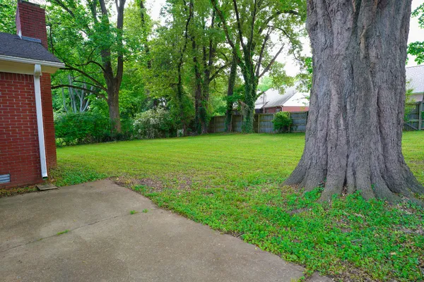 a view of a trees in a park