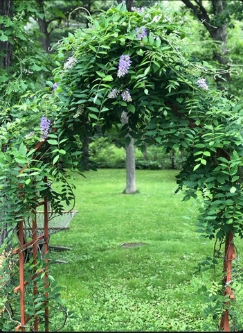 1136 Waveland Road Lake Forest, IL 60045 - Photo 15 of 18 a view of a tree in a garden