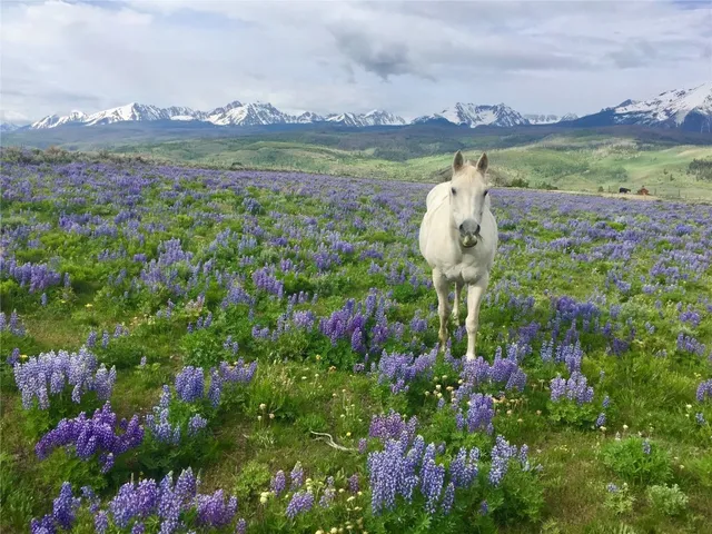 $2,199,900 | 1703 Elk Run Road, Silverthorne, CO 80498