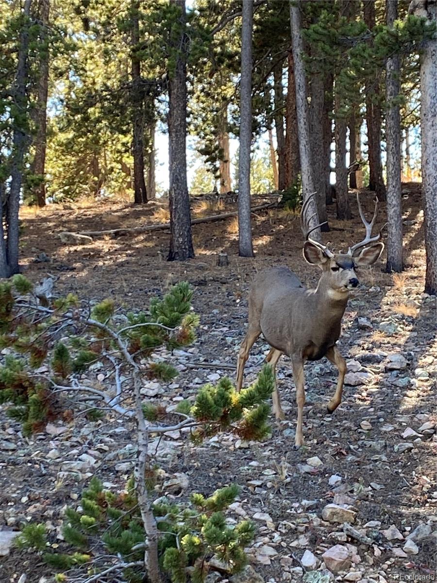 34087 Gap Road Golden, CO 80403 - Photo 49 of 50