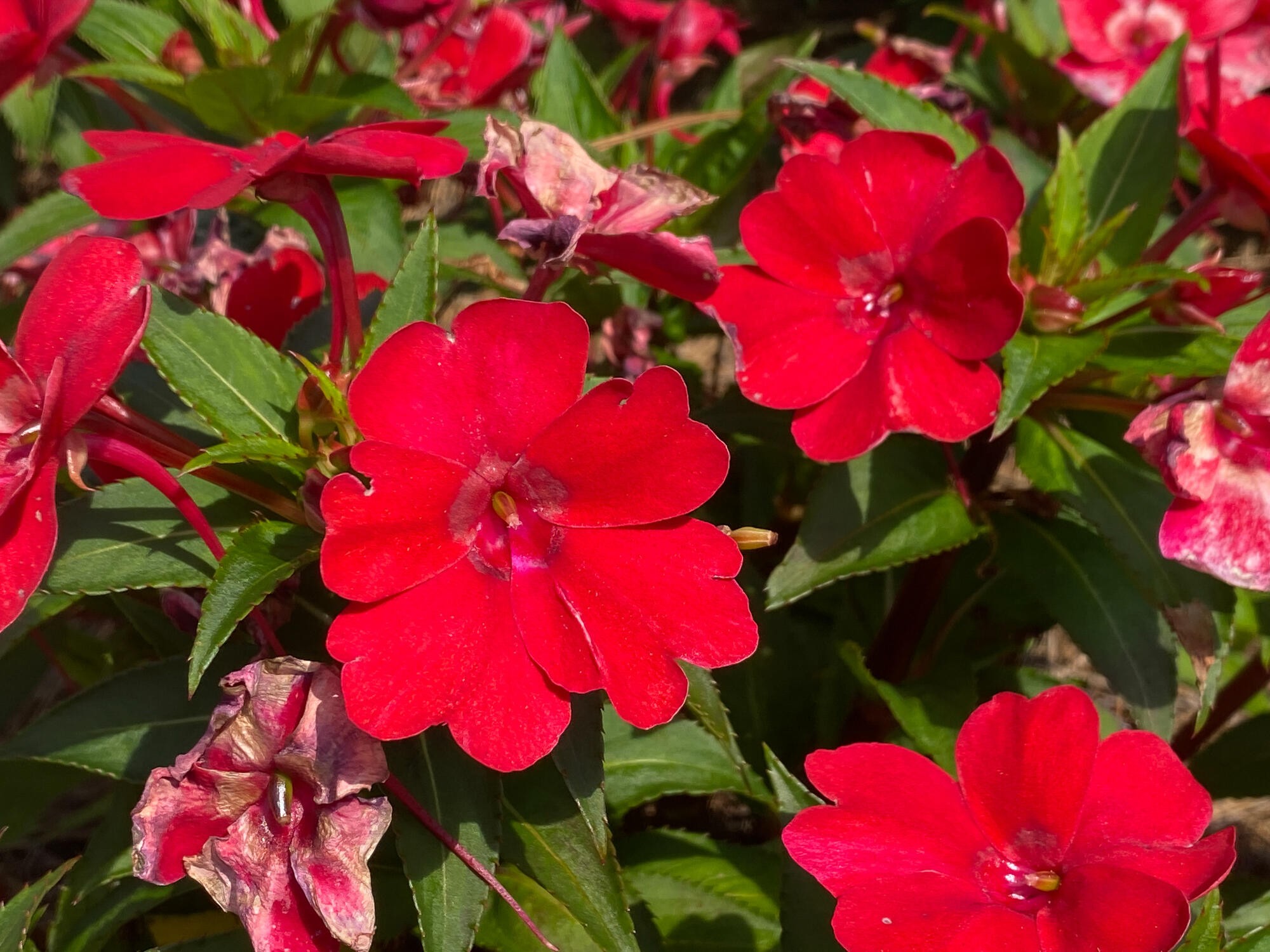 0 Old Rocky Trail Menlo, GA 30731 - Photo 20 of 27