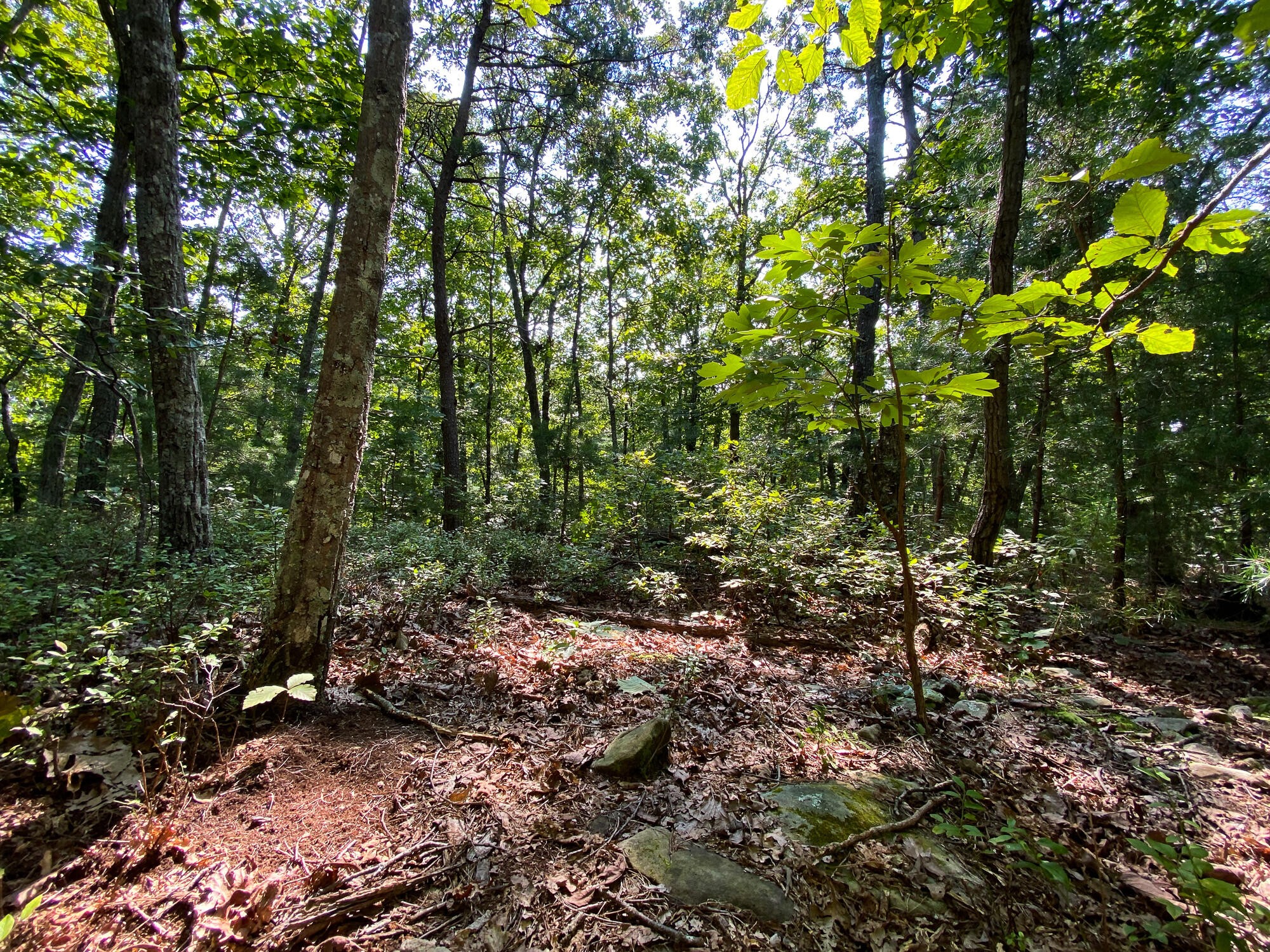 0 Old Rocky Trail Menlo, GA 30731 - Photo 3 of 27
