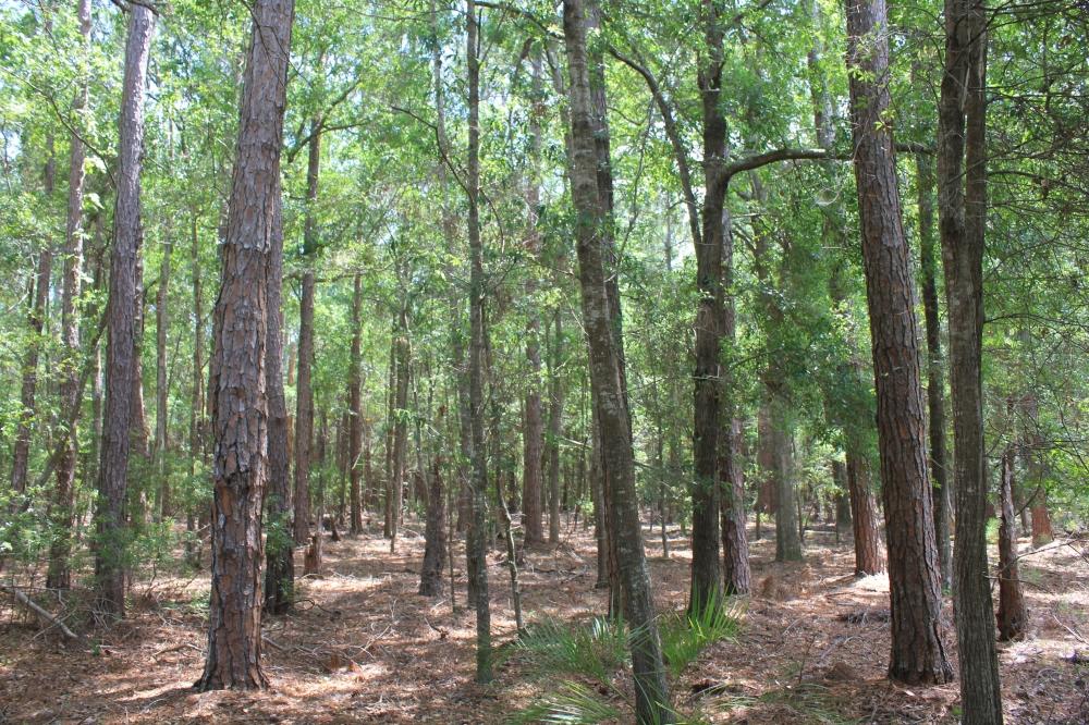 0 Rockefeller Road Wadmalaw Island, SC 29487 - Photo 3 of 10 3