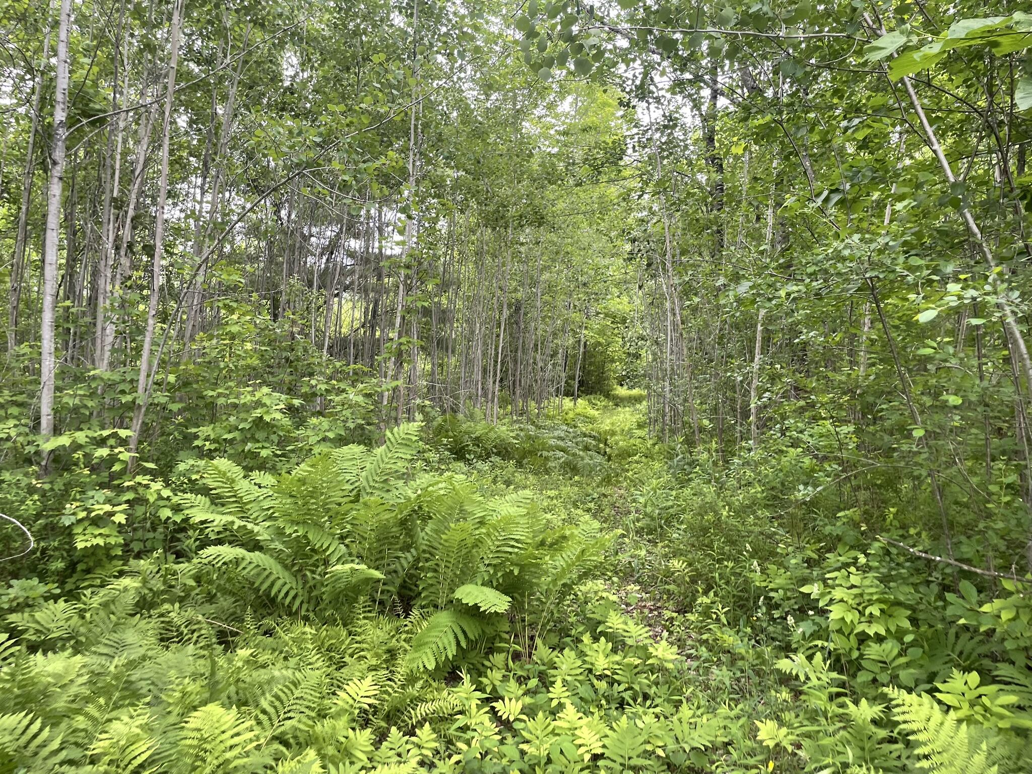 19 Swan Road New Sharon, ME 04955 - Photo 111 of 124 IMG_6314