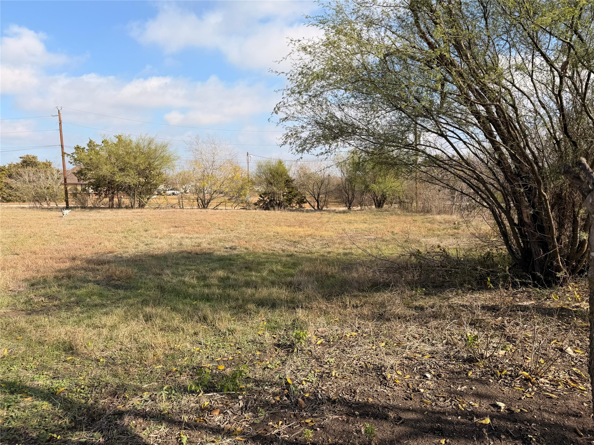 11622 A Doyle Overton Road Austin, TX 78719 - Photo 7 of 10 a view of dirt yard with a large tree