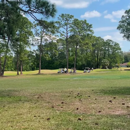 a view of a tree in a park
