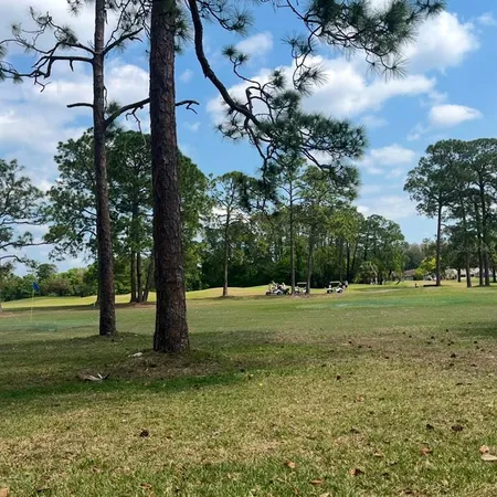 a view of a trees in a yard