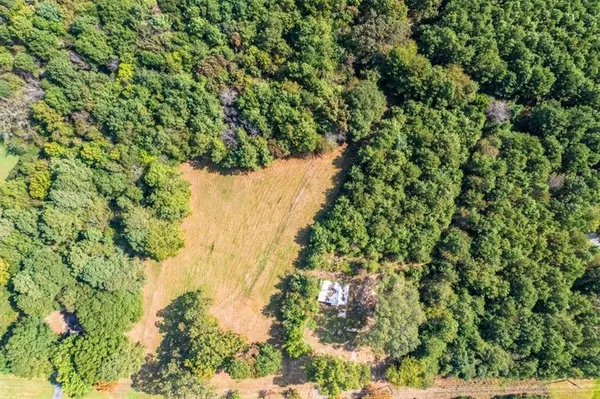 a view of a forest with a tree