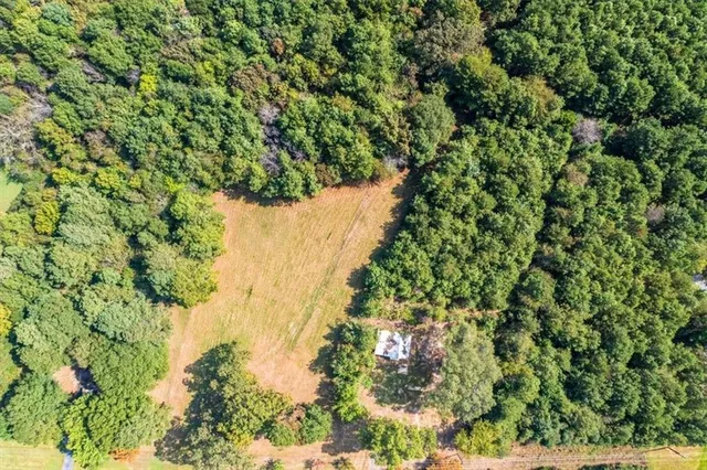 a view of a forest with a tree