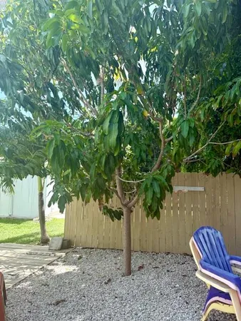 a backyard of a house with lots of green space