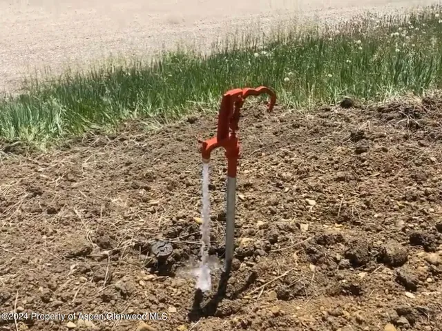 a view of a forest with a tree in the background