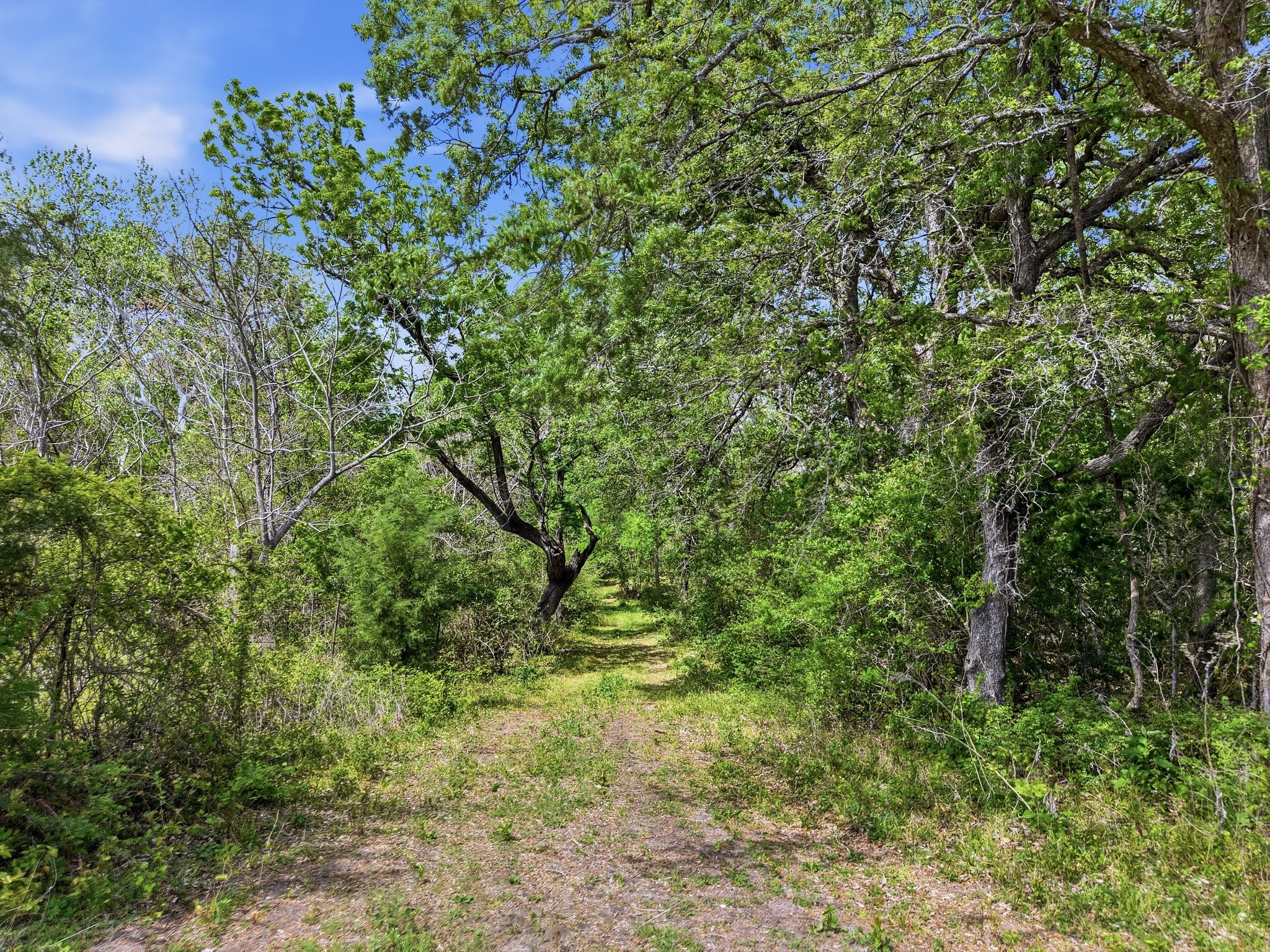 405 County Road 405 Anderson, TX 77830 - Photo 3 of 7 a view of a yard