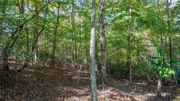 a view of forest