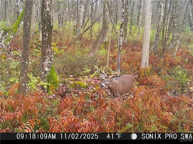 $17,900 | Cody Road, Morrisville, NY 13408