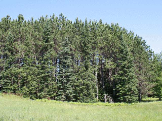 3555 Shingle Mill Road Pelican Lake, WI 54463 - Photo 1 of 13 Gallery Image 1