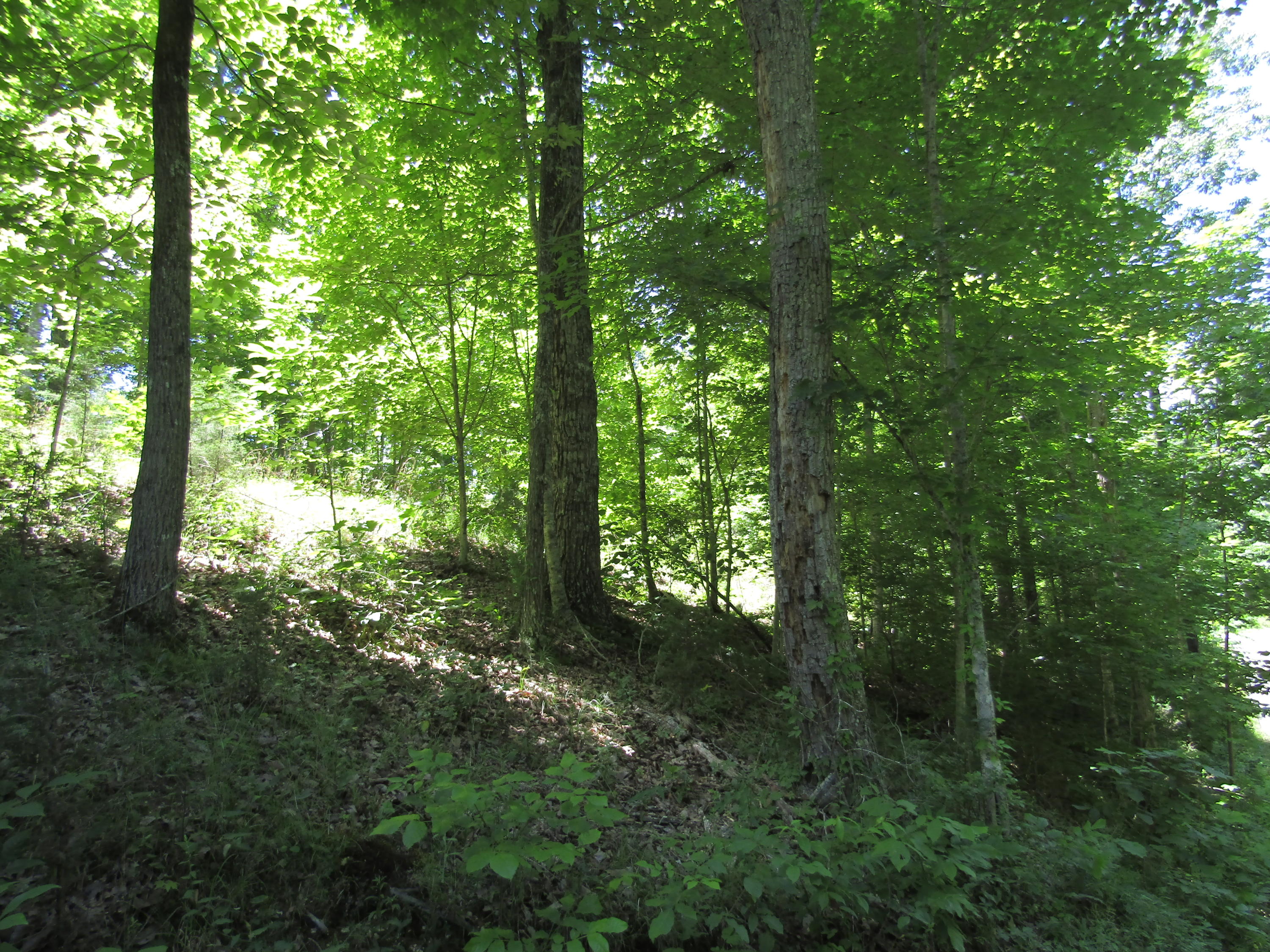 Lot 15 Simple Life Road Hilham, TN 38568 - Photo 2 of 6 IMG_3043