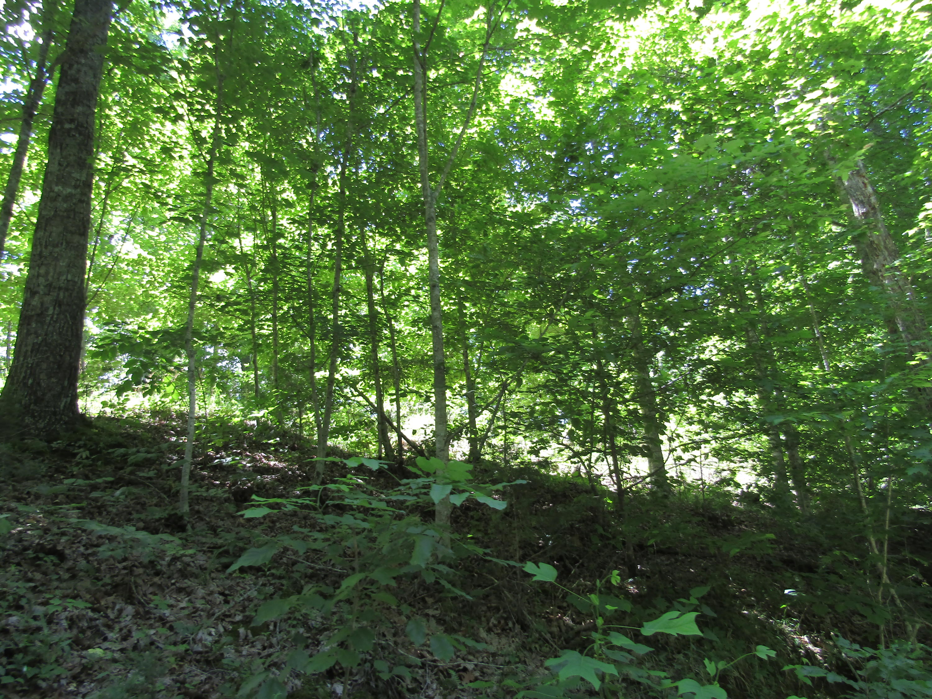 Lot 15 Simple Life Road Hilham, TN 38568 - Photo 3 of 6 IMG_3044