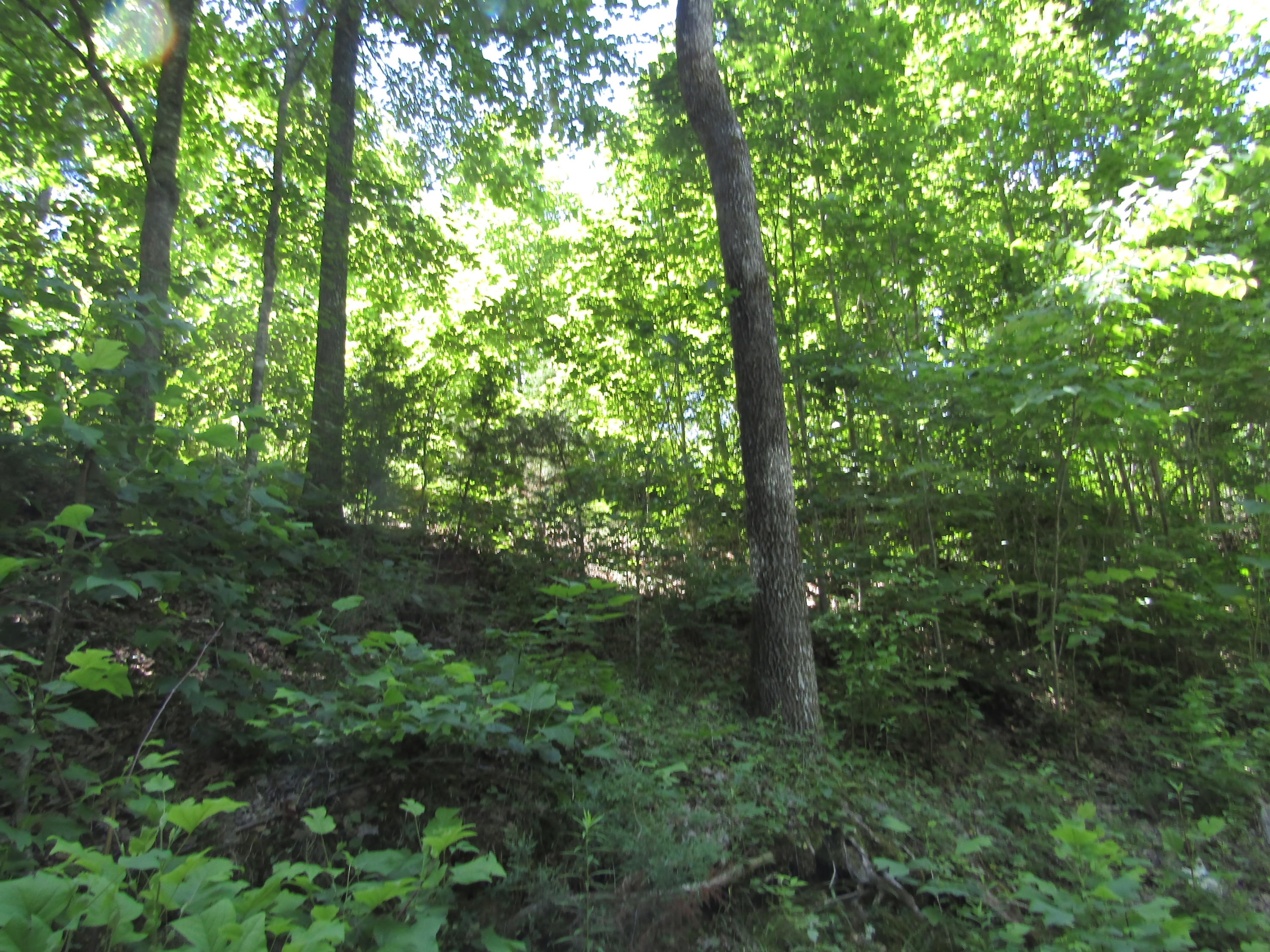 Lot 15 Simple Life Road Hilham, TN 38568 - Photo 4 of 6 IMG_3045