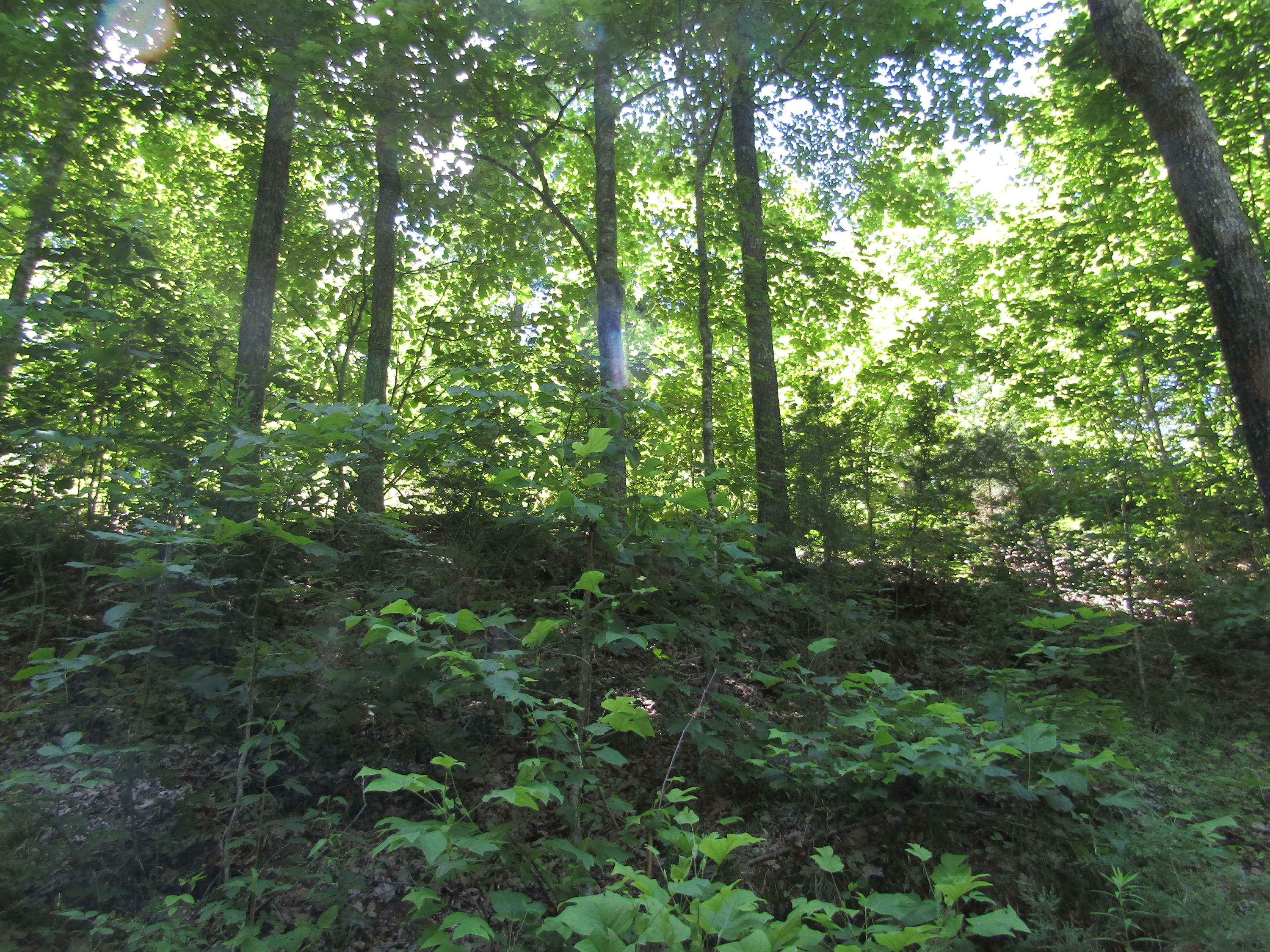Lot 15 Simple Life Road Hilham, TN 38568 - Photo 5 of 6 IMG_3046