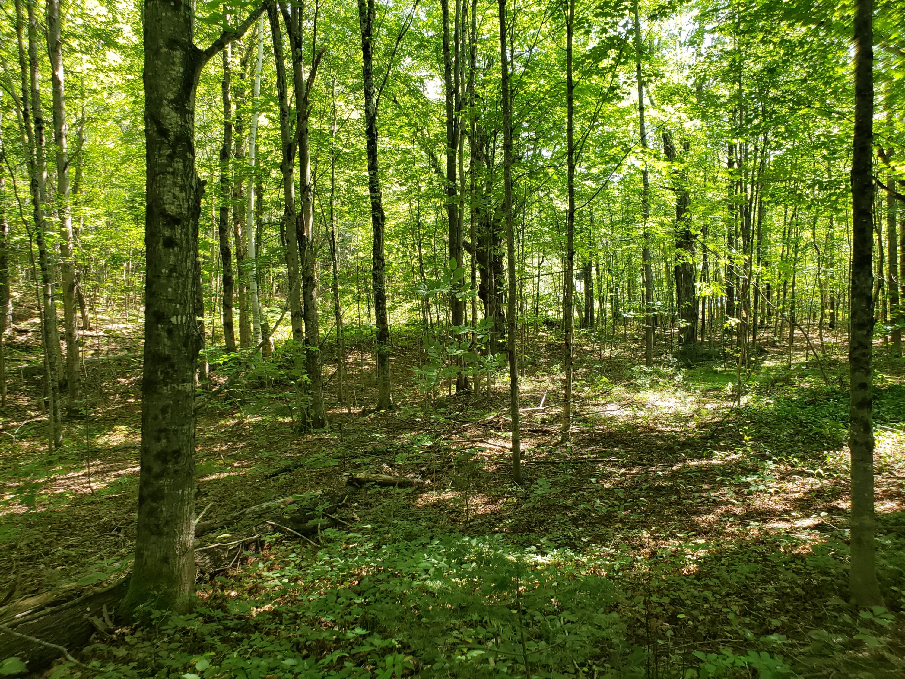 Tbd Tyler Road Bethel, ME 04217 - Photo 20 of 26 lot