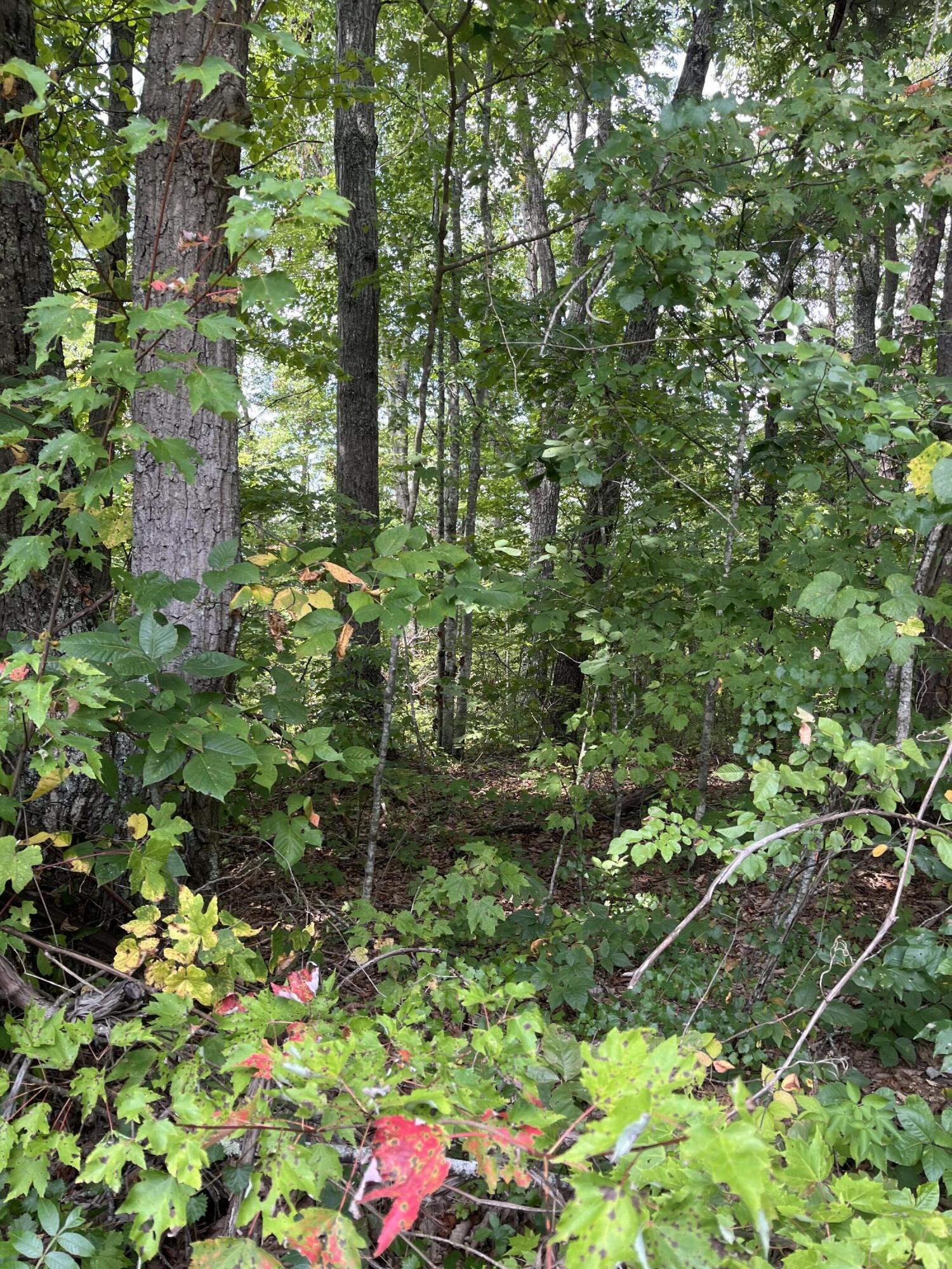 0 Sandy Hills Road Corbin, KY 40701 - Photo 1 of 7 IMG_0824