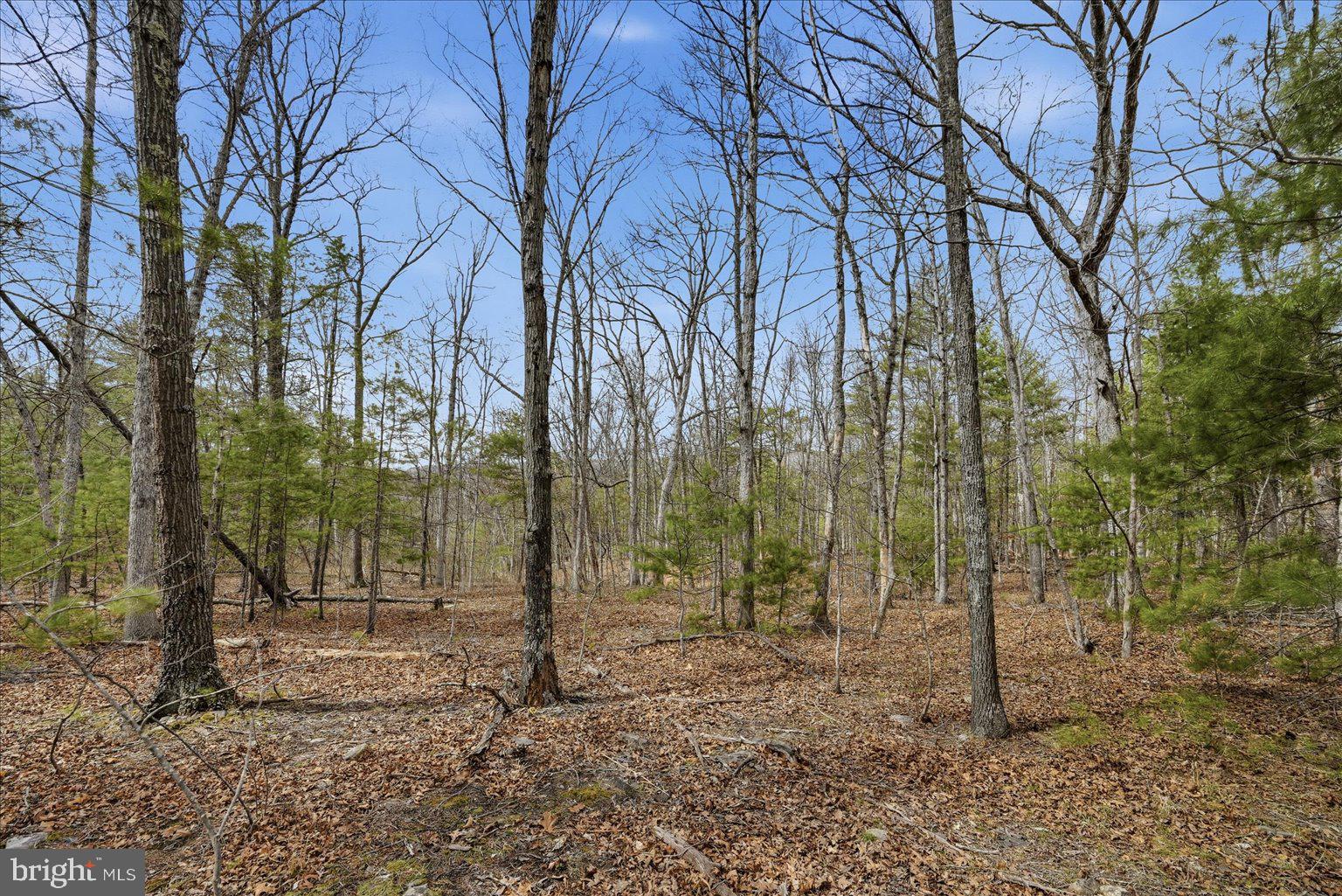 5.35 Ac B- Back Mountain Road, Unit 16 Winchester, VA 22602 - Photo 1 of 7 a view of a forest filled with trees