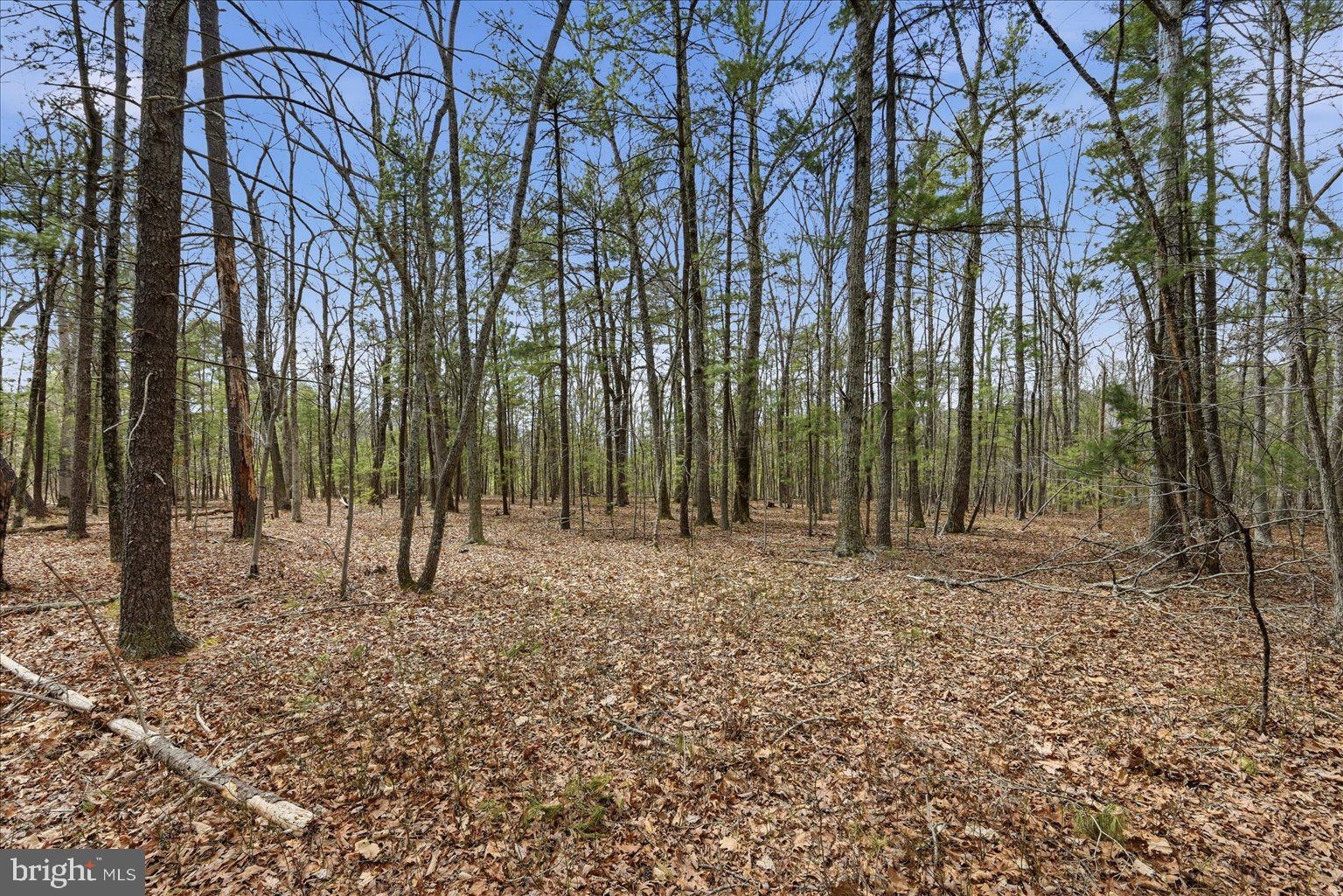 5.35 Ac B- Back Mountain Road, Unit 16 Winchester, VA 22602 - Photo 3 of 7 a view of a backyard with large trees