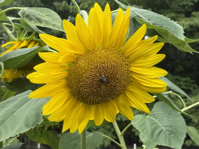 $337,500 | 614 Fairview Road, Loretto, TN 38469