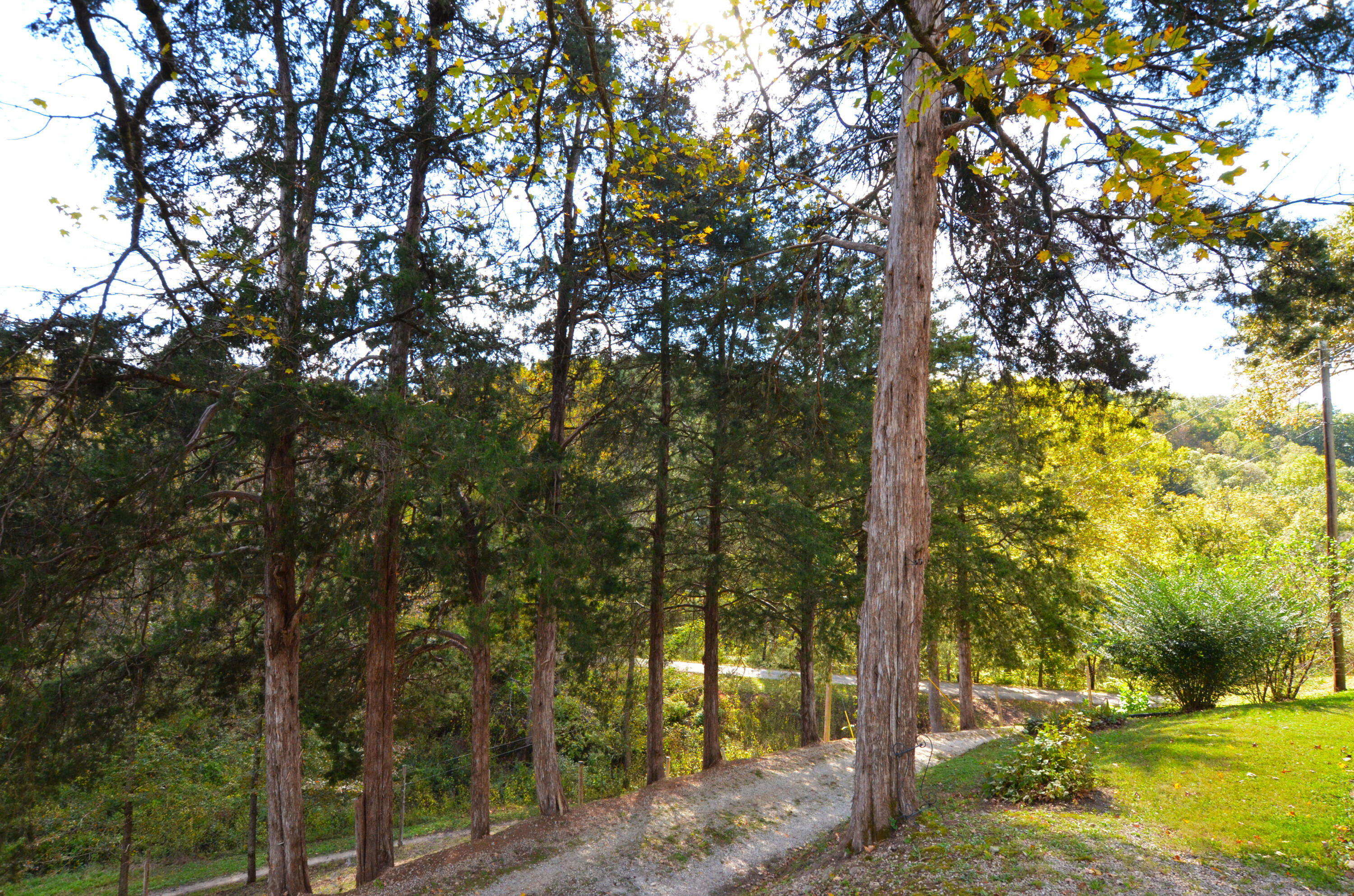 346 Goose Creek Road Jackson, KY 41339 - Photo 30 of 40 Tree lined driveway!