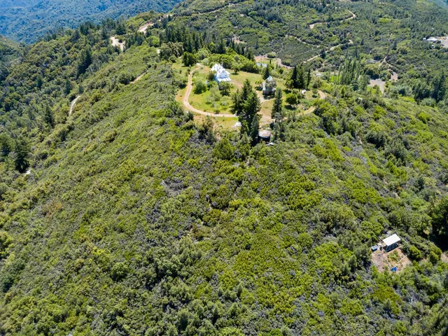 a view of a big yard with plants and large trees