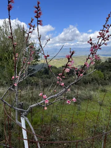 a view of a flower in a garden