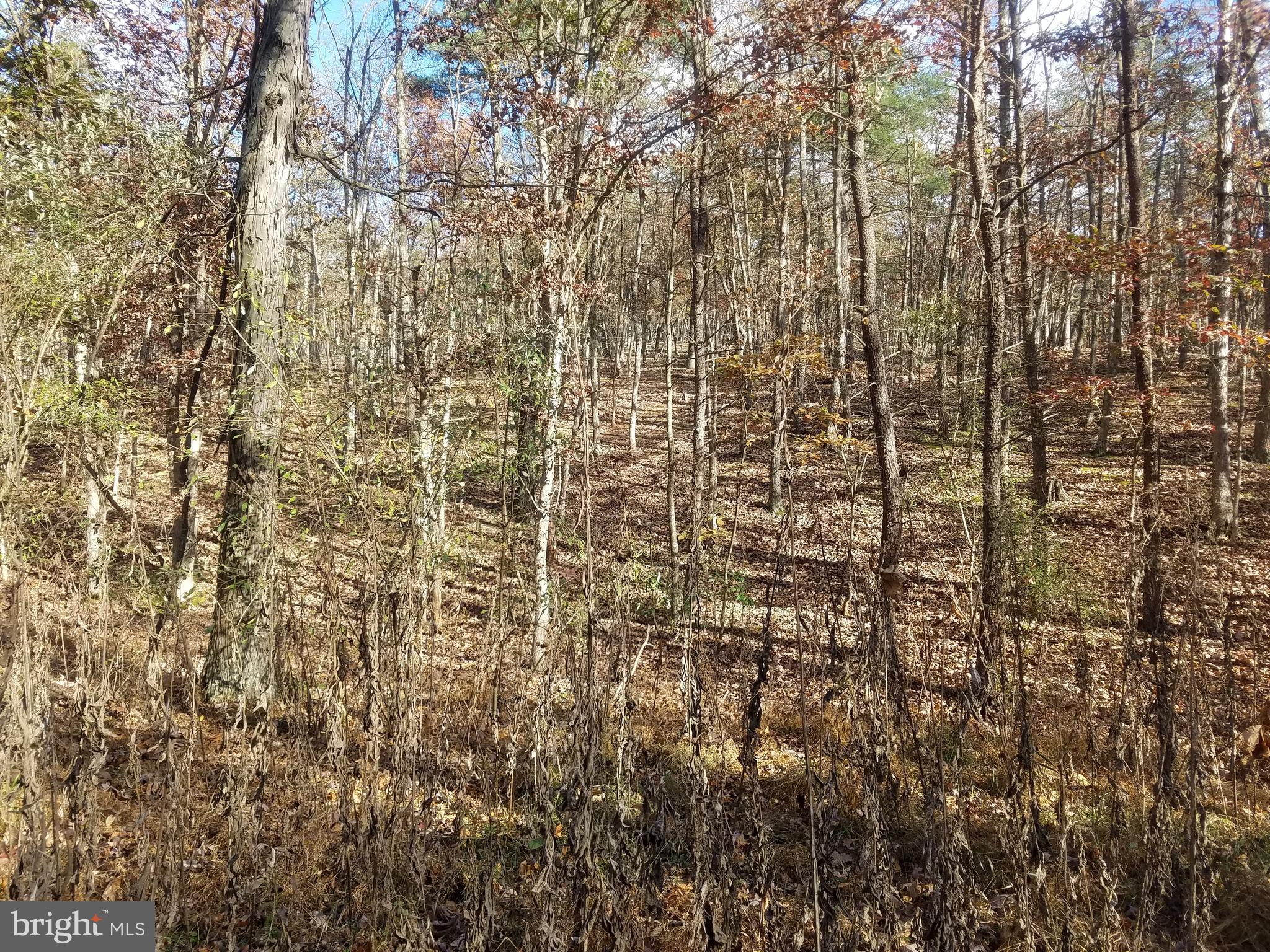 Church Hollow Road Romney, WV 26757 - Photo 6 of 20