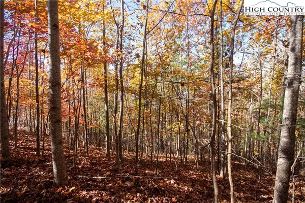 a view of covered with tall trees