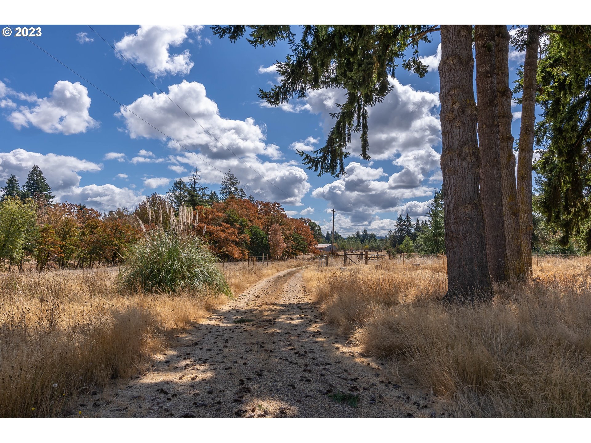 33778 Bond Road Lebanon, OR 97355 - Photo 2 of 12 a view of a yard with a large tree