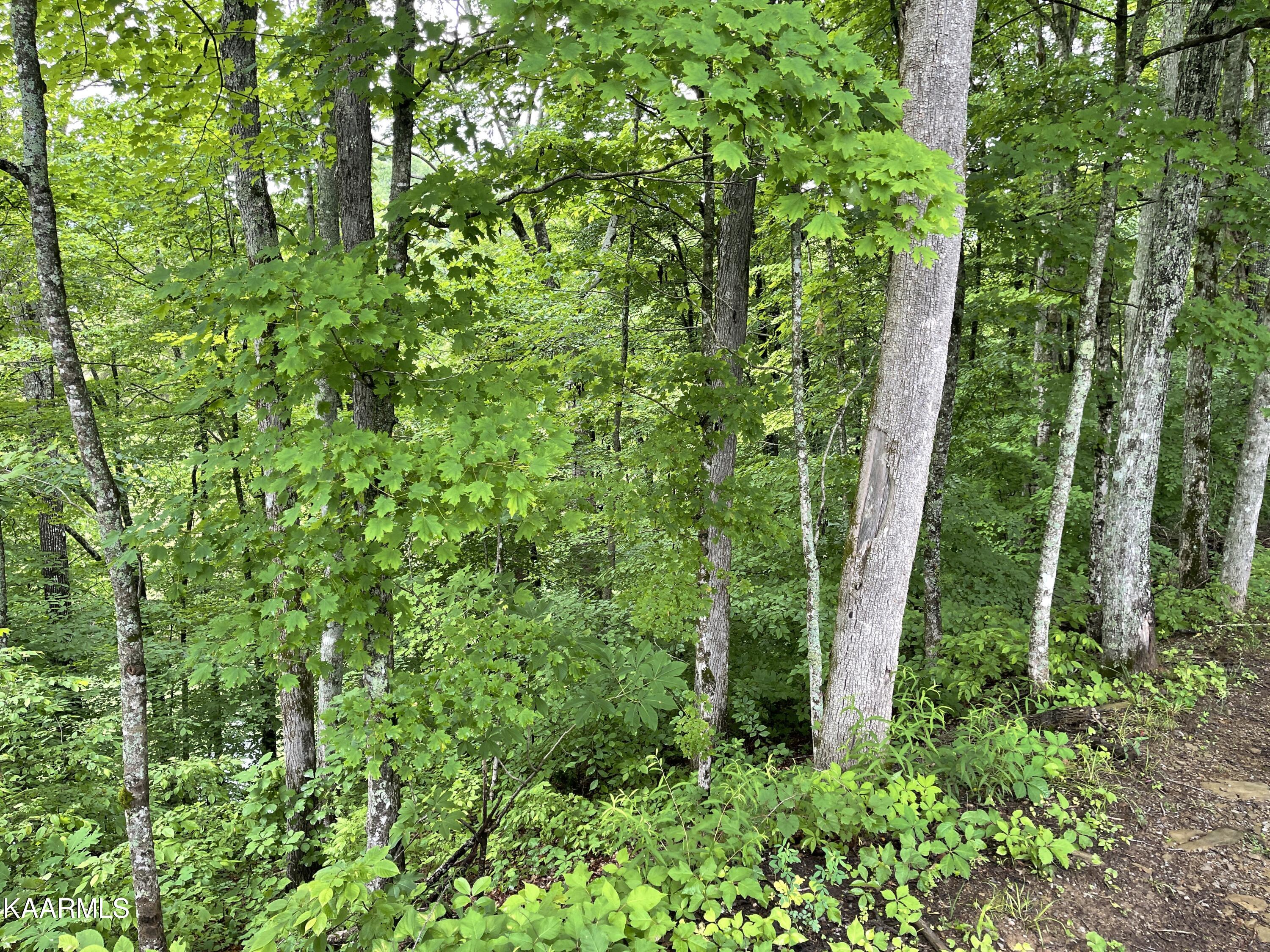 Lot 11 Black Oak Ridge Road Sevierville, TN 37876 - Photo 10 of 12 7C2F5642-DEC2-4A14-B2A6-3AC4862A67E1