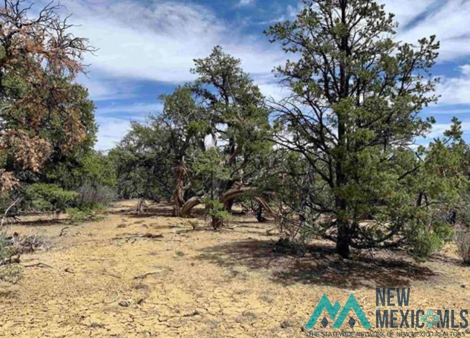 18 Five Gate Road Pinehill, NM 87357 - Photo 8 of 28
