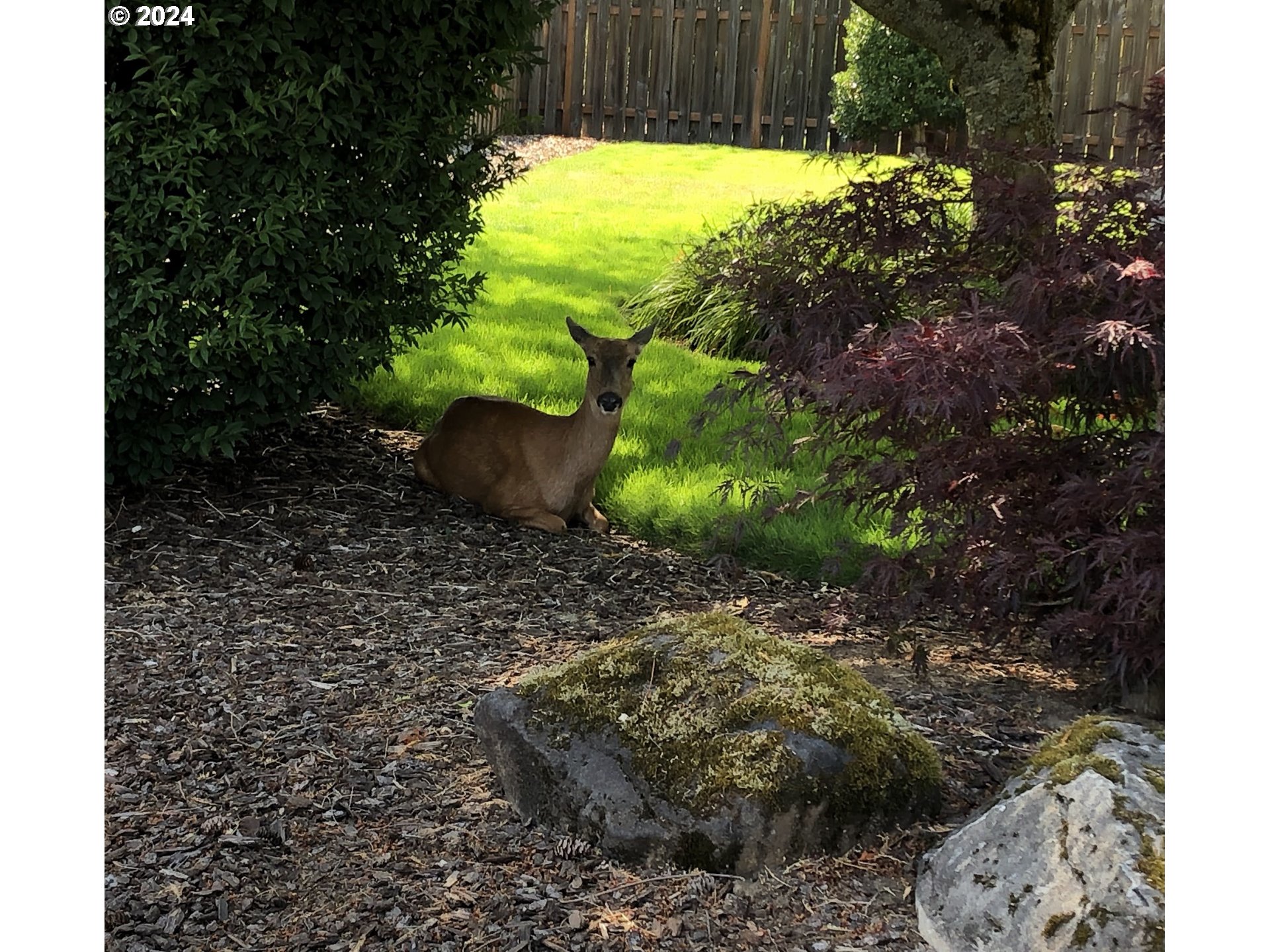 941 Northwest Angel Heights Road Stevenson, WA 98648 - Photo 37 of 38 a view of a garden with plants