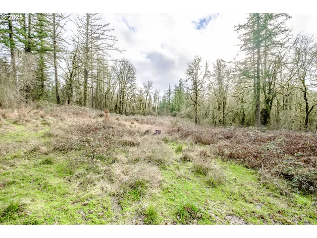 a view of a yard with trees in the background