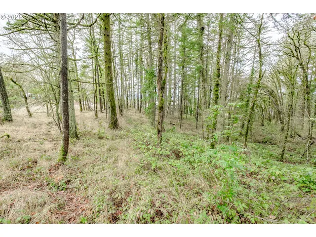 a view of yard with green space