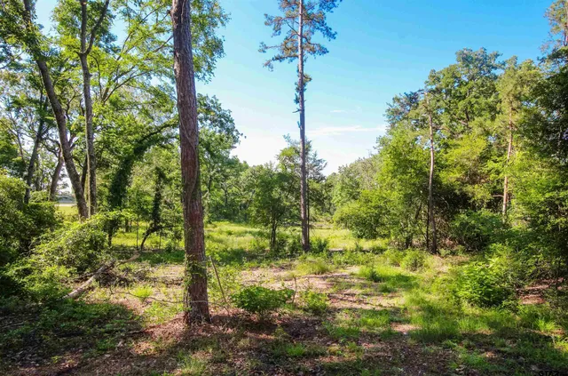 a view of a park with large trees