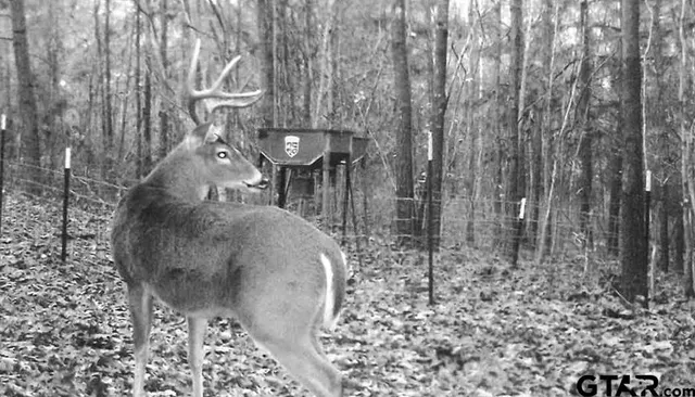 a view of a yard with plants and a bench
