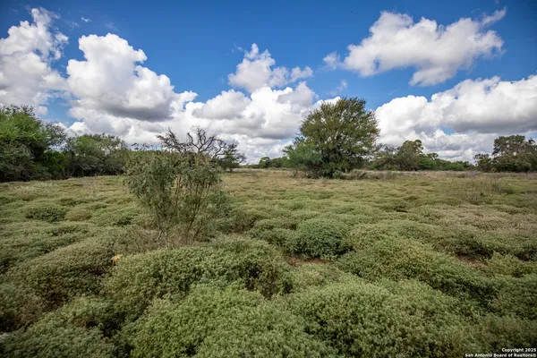 a view of a bunch of trees in background