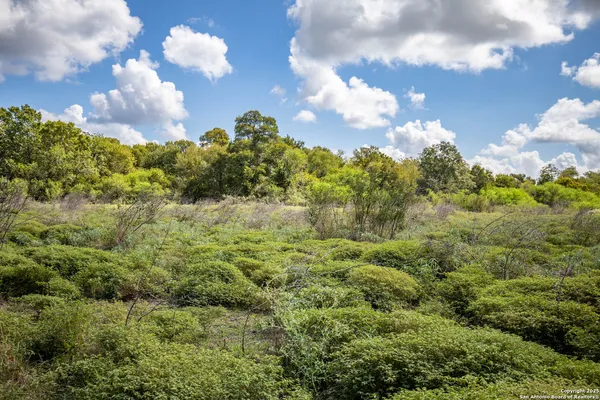 a view of a yard with plants and trees
